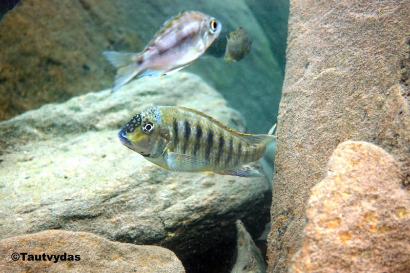 Pseudosimochromis babaulti 'Bilinge Bay'